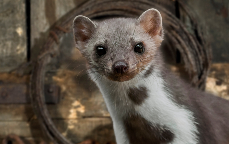 Dekorativ bild på en stenmård.