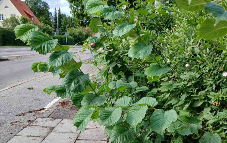 En vildvuxen häck vid en gångväg.